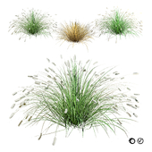 Little Bunny Fountain Grass 3d collection