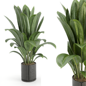 Indoor Plants Set 8