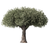 Olive Tree No.77