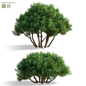 Сосна горная | Pinus mugo 3