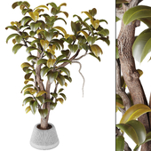 Bonsai Jungle Ficus Elastica Rubber Tree Collection 283