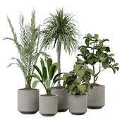 indoor Plant 483