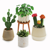 Indoor Plant Cactus Set 02