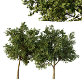 Acer pseudoplatanus Tree01