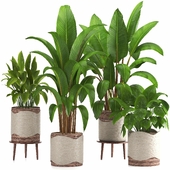 indoor plant set029