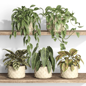 plants on shelf 20