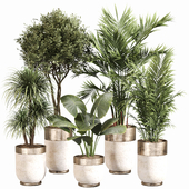 Indoor Plant Set 046