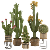 Cactus Plants Set 21