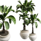indoor Plant 485