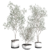 Olive tree in a dirty concrete vase indoor collection 455