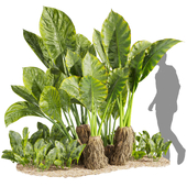 Collection plant vol 555 - Alocasia - Macrorrhizos - gian - taro