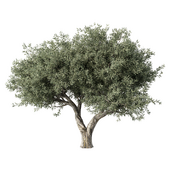 Olive Tree No.78