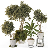 Decorative Bonsai Tree and Shrubs Collection in Cement Pot 291