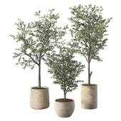 Olive Plant Set.100