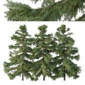 Alaska cedar Tree01