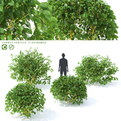 Sprouting derain | Cornus sericea `Flaviramea`