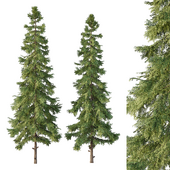 Alaska cedar Tree02