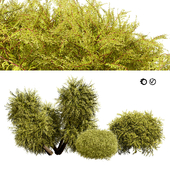 Golden Mop False Cypress bush