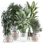 indoor plant 139