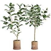 Ficus Audrey Benghalensis 02