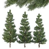 Cedar Tree02