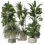 Indoor Plants Set 24