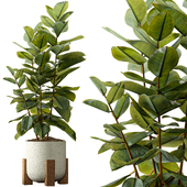 Indoor Plant Set 79 - Tree in Pot