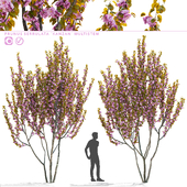 Сакура Канзан мультиштамб | Prunus sertulata Kanzan