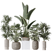 Indoor plant set 08