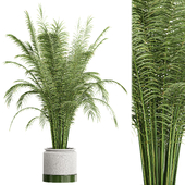 Indoor Plant Set 81 - Tree in Pot