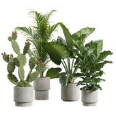 Indoor Plants Pack 64