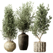 Indoor Plant Set 82 - Tree in Pot