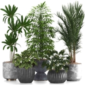 indoor plant set035