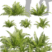 Collection plant vol 564 - shurb - Lady - ferns