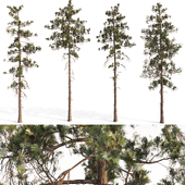 Four High Pine Trees