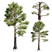 Pine Tree 8