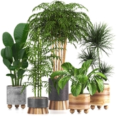 indoor plant set037