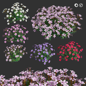 creeping phlox flowers 3d model