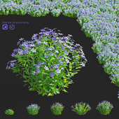 Флокс растопыренный цветы | Phlox divaricata