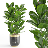 Indoor Plant Rubber Ficus set05