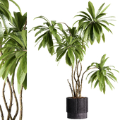 indoor plants - 45 plants in pot
