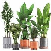 indoor plant set038