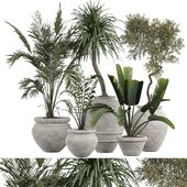 indoor Plant 482