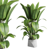 ficus rubber plant in a concrete vase - indoor plant 463