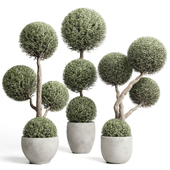 Topiary balls plants - Indoor plants in concrete pot set 454 vray