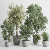 Tree and plant in a concrete vase - indoor plant 464 corona