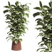 ficus rubber plant in a clay vase - indoor plant 462
