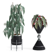 Indoor Plant Begonia Maculata set06