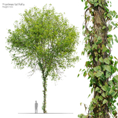 Fraxinus latifolia 03