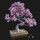 Sakura bonsai